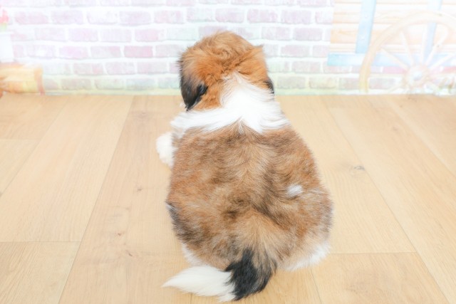 岩手県のシーズー (Coo&RIKU一関店/2026年5月26日生まれ/女の子/ゴールドホワイト)の子犬の4枚目の画像