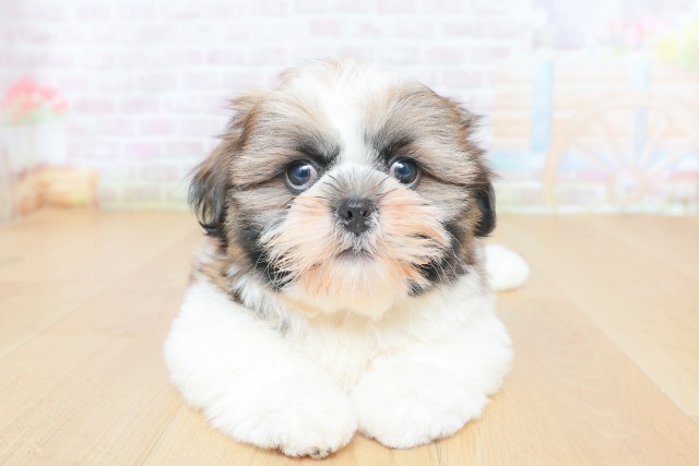 宮城県のシーズー (Coo&RIKU石巻店/2026年5月26日生まれ/女の子/ゴールドホワイト)の子犬の1枚目の画像
