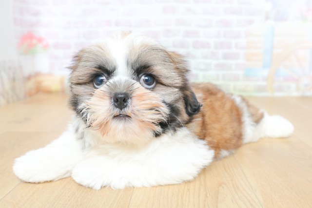 宮城県のシーズー (Coo&RIKU石巻店/2026年5月26日生まれ/女の子/ゴールドホワイト)の子犬の2枚目の画像
