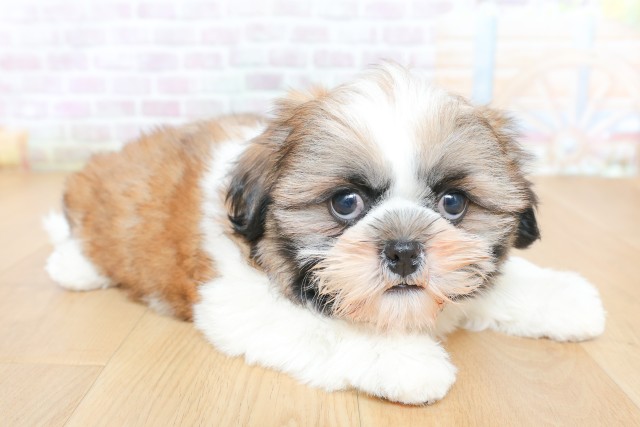 宮城県のシーズー (Coo&RIKU石巻店/2026年5月26日生まれ/女の子/ゴールドホワイト)の子犬の3枚目の画像