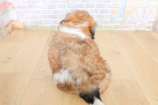 宮城県のシーズー (Coo&RIKU石巻店/2026年5月26日生まれ/女の子/ゴールドホワイト)の子犬の4枚目の画像