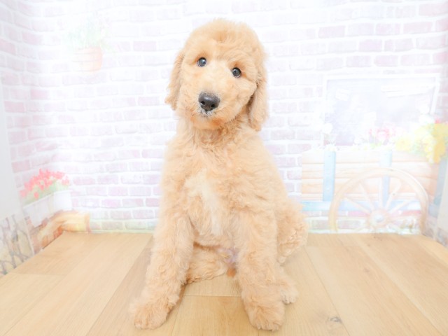 青森県のスタンダードプードル (Coo&RIKU青森店/2026年5月28日生まれ/男の子/クリーム)の子犬の1枚目の画像