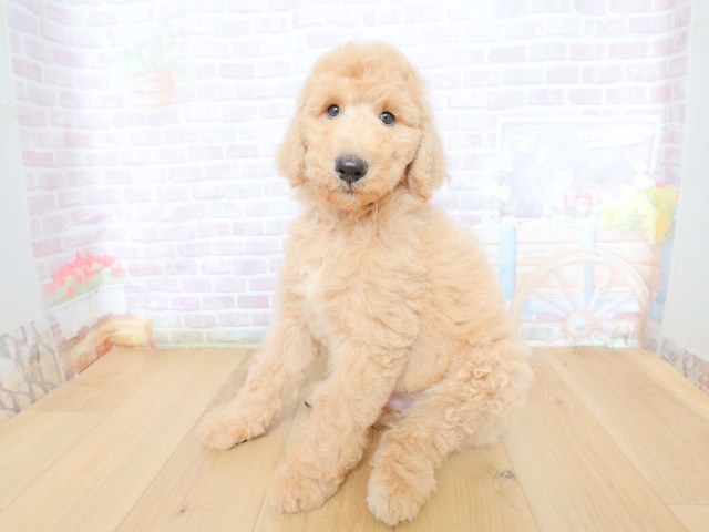 青森県のスタンダードプードル (Coo&RIKU青森店/2026年5月28日生まれ/男の子/クリーム)の子犬の2枚目の画像