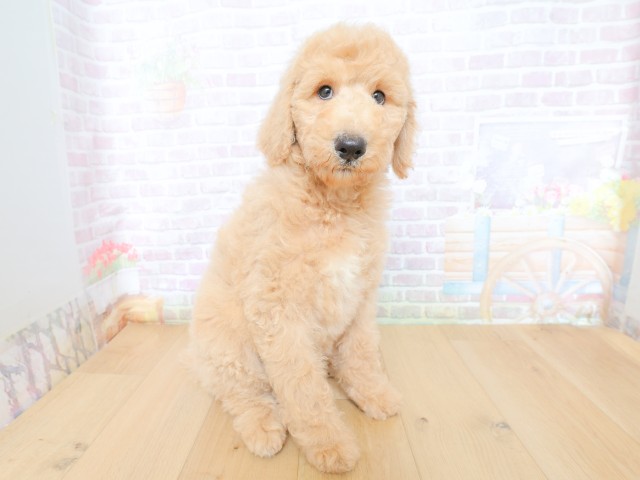 青森県のスタンダードプードル (Coo&RIKU青森店/2026年5月28日生まれ/男の子/クリーム)の子犬の3枚目の画像
