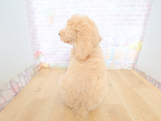 青森県のスタンダードプードル (Coo&RIKU青森店/2026年5月28日生まれ/男の子/クリーム)の子犬の4枚目の画像