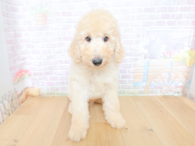 宮城県のスタンダードプードル (Coo&RIKU仙台太白店/2026年5月28日生まれ/男の子/クリーム)の子犬の1枚目の画像