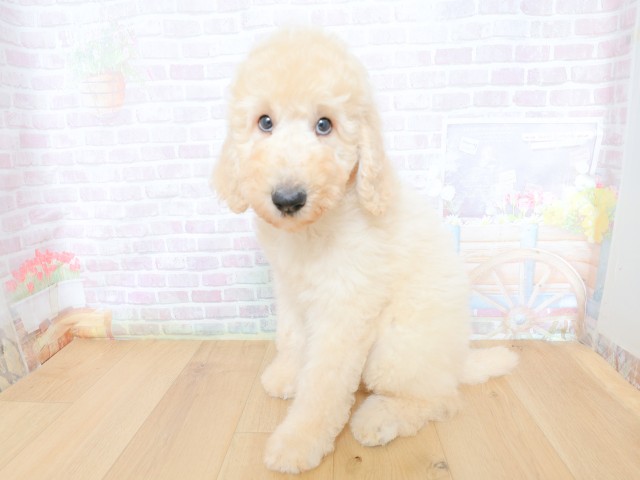 宮城県のスタンダードプードル (Coo&RIKU仙台太白店/2026年5月28日生まれ/男の子/クリーム)の子犬の2枚目の画像