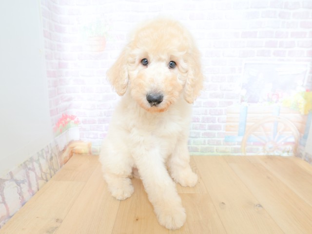 宮城県のスタンダードプードル (Coo&RIKU仙台太白店/2026年5月28日生まれ/男の子/クリーム)の子犬の3枚目の画像