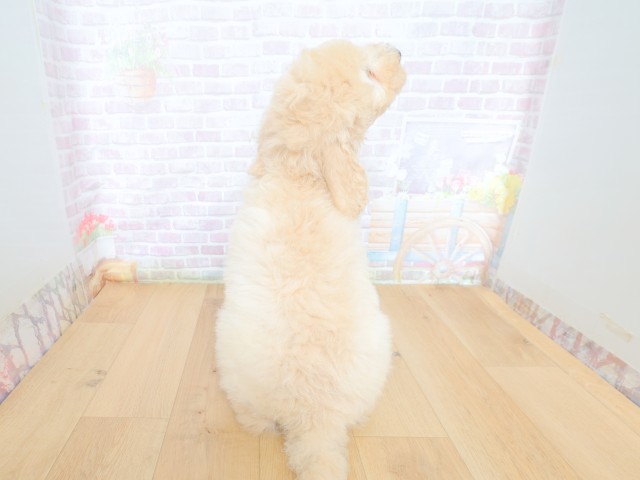宮城県のスタンダードプードル (Coo&RIKU仙台太白店/2026年5月28日生まれ/男の子/クリーム)の子犬の4枚目の画像