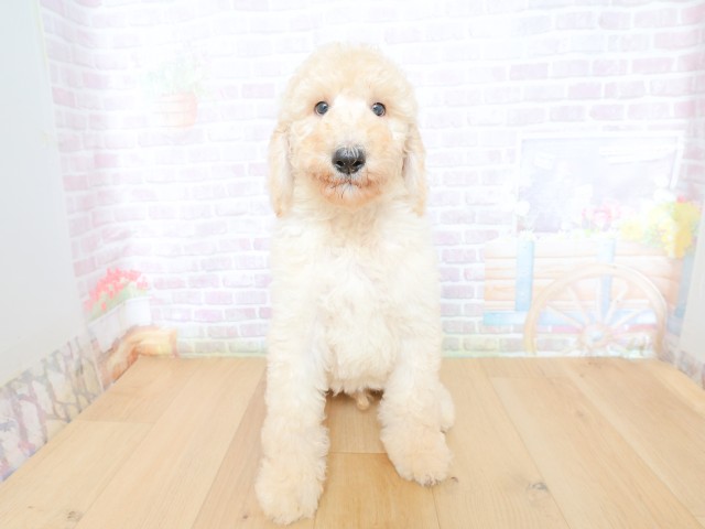 岩手県のスタンダードプードル (Coo&RIKU岩手盛岡店/2026年5月28日生まれ/男の子/クリーム)の子犬の1枚目の画像