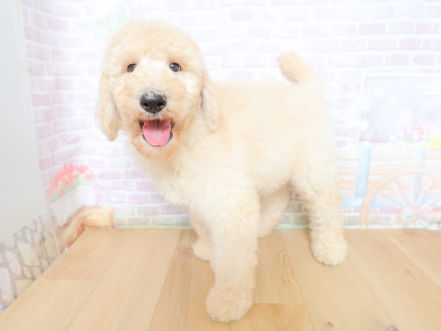 岩手県のスタンダードプードル (Coo&RIKU岩手盛岡店/2026年5月28日生まれ/男の子/クリーム)の子犬の2枚目の画像