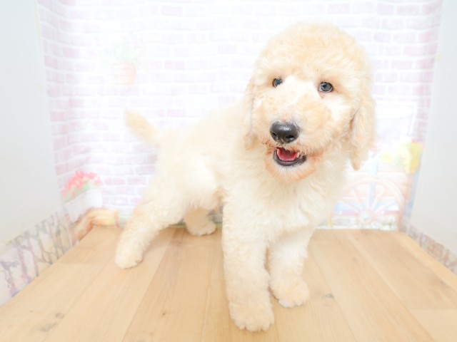 岩手県のスタンダードプードル (Coo&RIKU岩手盛岡店/2026年5月28日生まれ/男の子/クリーム)の子犬の3枚目の画像