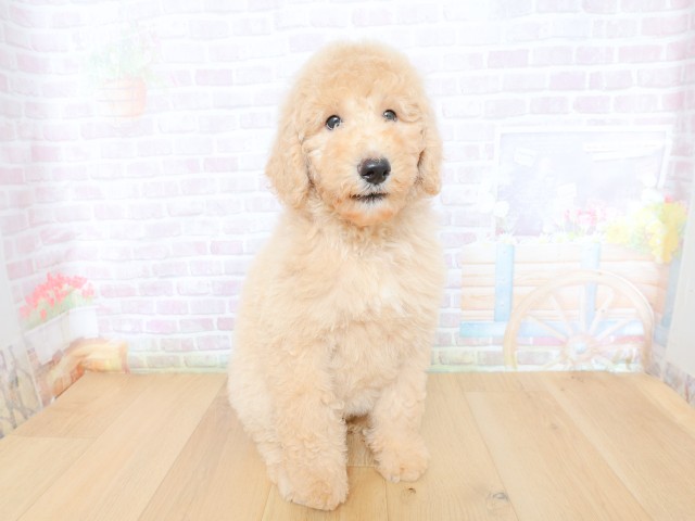青森県のスタンダードプードル (Coo&RIKU八戸店/2026年5月28日生まれ/女の子/クリーム)の子犬の1枚目の画像