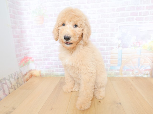 青森県のスタンダードプードル (Coo&RIKU八戸店/2026年5月28日生まれ/女の子/クリーム)の子犬の2枚目の画像