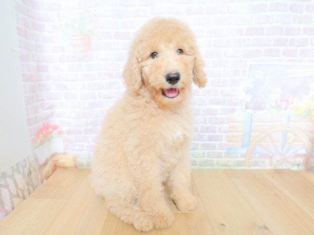 青森県のスタンダードプードル (Coo&RIKU八戸店/2026年5月28日生まれ/女の子/クリーム)の子犬の3枚目の画像