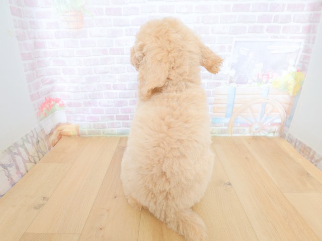 青森県のスタンダードプードル (Coo&RIKU八戸店/2026年5月28日生まれ/女の子/クリーム)の子犬の4枚目の画像
