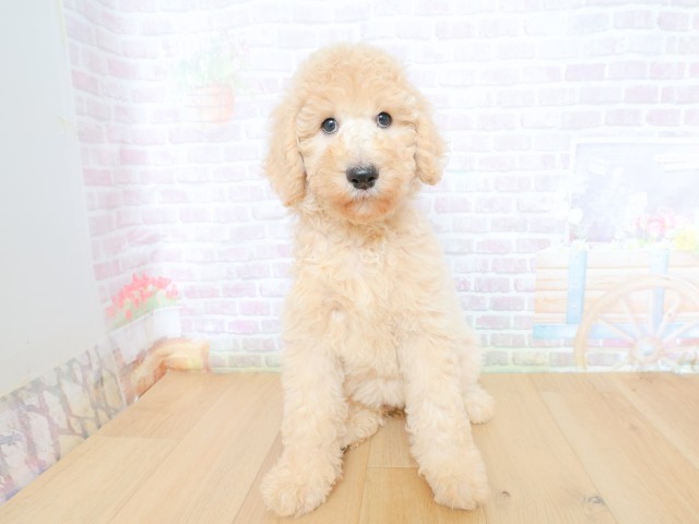 岩手県のスタンダードプードル (Coo&RIKU一関店/2026年5月28日生まれ/女の子/クリーム)の子犬の1枚目の画像