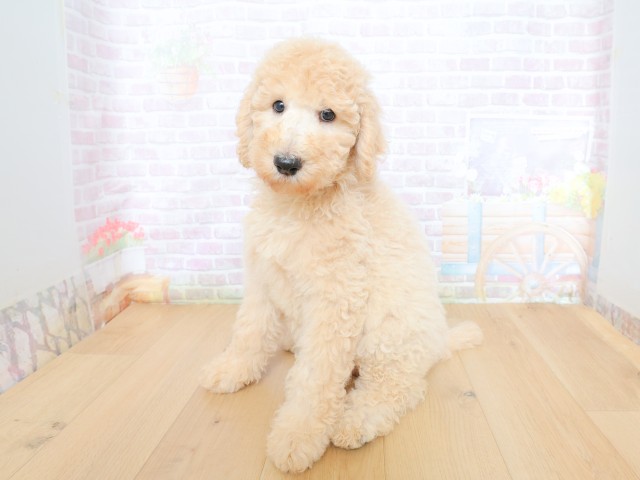 岩手県のスタンダードプードル (Coo&RIKU一関店/2026年5月28日生まれ/女の子/クリーム)の子犬の2枚目の画像