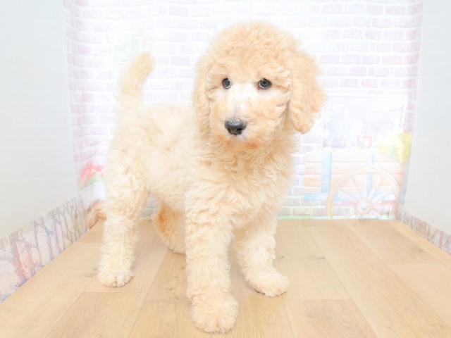 岩手県のスタンダードプードル (Coo&RIKU一関店/2026年5月28日生まれ/女の子/クリーム)の子犬の3枚目の画像