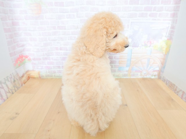 岩手県のスタンダードプードル (Coo&RIKU一関店/2026年5月28日生まれ/女の子/クリーム)の子犬の4枚目の画像
