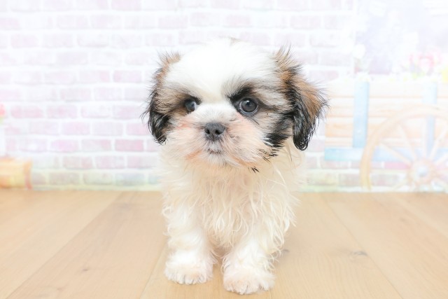 宮城県のシーズー (Coo&RIKU仙台太白店/2026年5月22日生まれ/女の子/ゴールドホワイト)の子犬の1枚目の画像