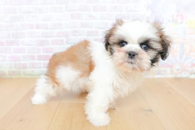 宮城県のシーズー (Coo&RIKU仙台太白店/2026年5月22日生まれ/女の子/ゴールドホワイト)の子犬の3枚目の画像