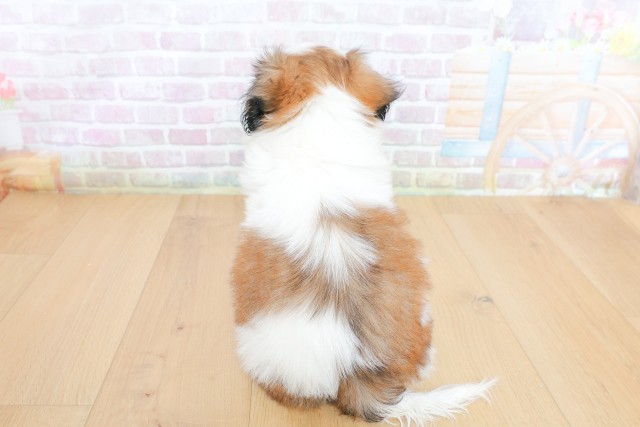 宮城県のシーズー (Coo&RIKU仙台太白店/2026年5月22日生まれ/女の子/ゴールドホワイト)の子犬の4枚目の画像