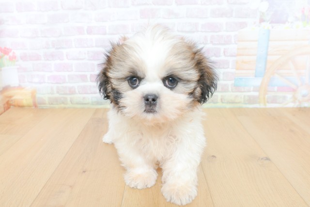 青森県のシーズー (Coo&RIKU八戸店/2026年5月22日生まれ/女の子/ゴールドホワイト)の子犬の1枚目の画像