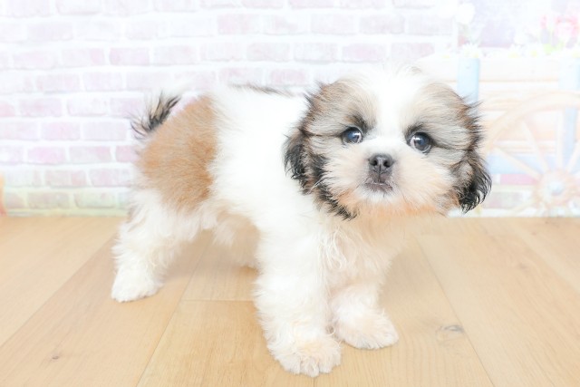 青森県のシーズー (Coo&RIKU八戸店/2026年5月22日生まれ/女の子/ゴールドホワイト)の子犬の3枚目の画像