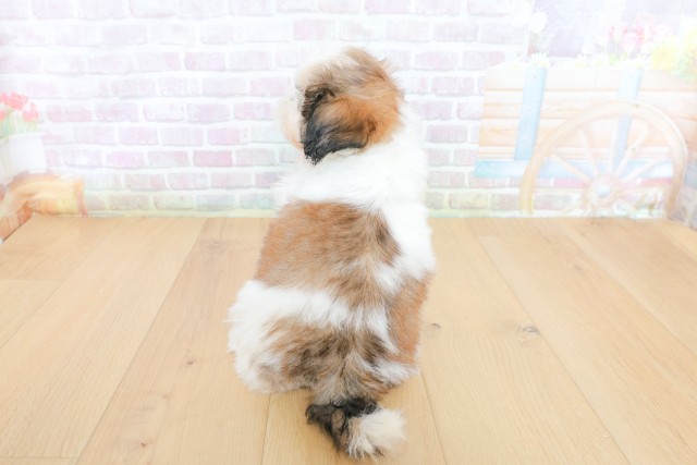 青森県のシーズー (Coo&RIKU八戸店/2026年5月22日生まれ/女の子/ゴールドホワイト)の子犬の4枚目の画像