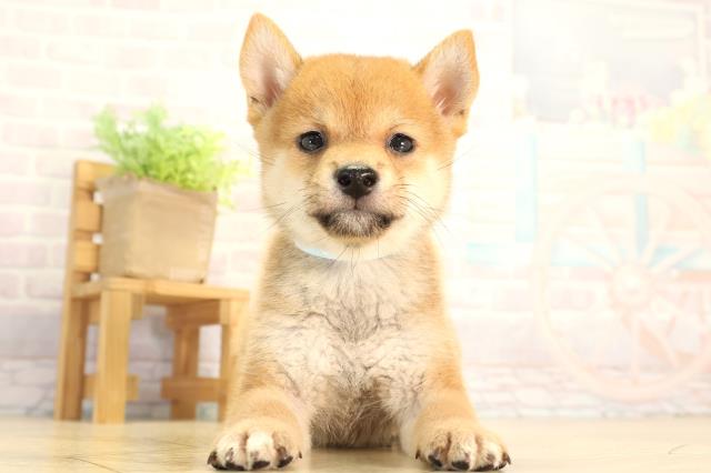 愛知県の豆柴 (Coo&RIKU名古屋滝ノ水店/2026年5月30日生まれ/男の子/赤)の子犬の1枚目の画像