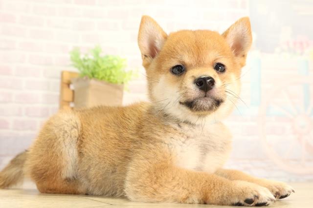 愛知県の豆柴 (Coo&RIKU名古屋滝ノ水店/2026年5月30日生まれ/男の子/赤)の子犬の2枚目の画像