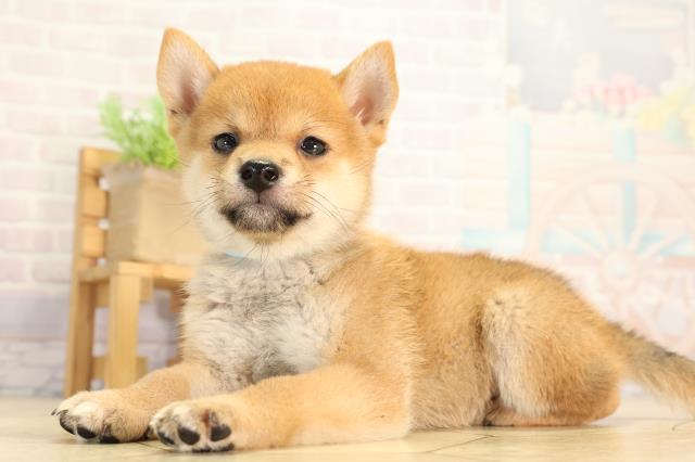愛知県の豆柴 (Coo&RIKU名古屋滝ノ水店/2026年5月30日生まれ/男の子/赤)の子犬の3枚目の画像