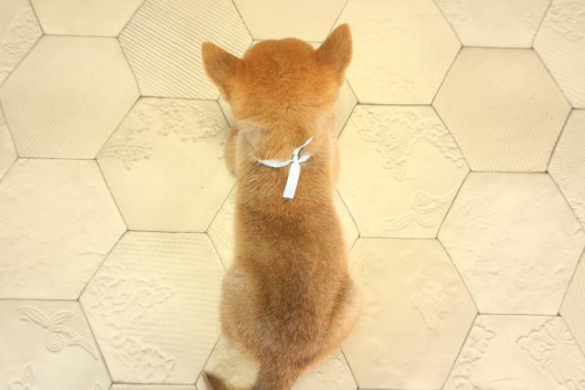愛知県の豆柴 (Coo&RIKU名古屋滝ノ水店/2026年5月30日生まれ/男の子/赤)の子犬の4枚目の画像