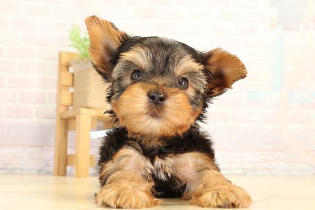 愛知県のヨークシャーテリア (Coo&RIKU豊橋店/2026年5月31日生まれ/男の子/スチールブルータン)の子犬の1枚目の画像