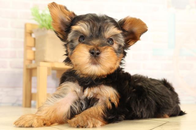愛知県のヨークシャーテリア (Coo&RIKU豊橋店/2026年5月31日生まれ/男の子/スチールブルータン)の子犬の3枚目の画像