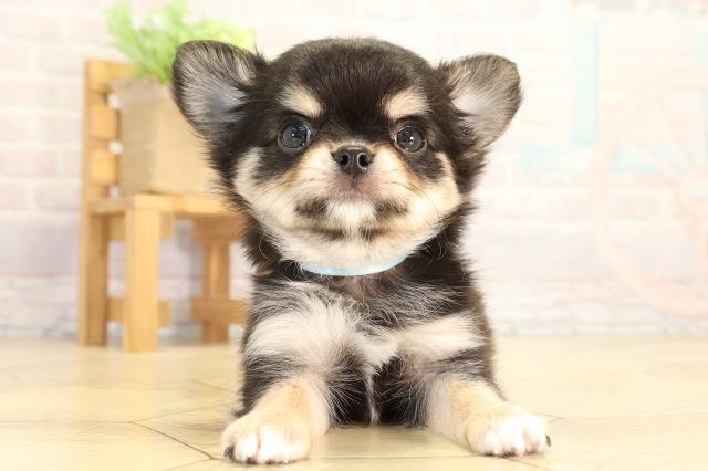 愛知県のチワワ(ロング) (Coo&RIKU名古屋滝ノ水店/2026年5月24日生まれ/男の子/ブラッククリームホワイト)の子犬の1枚目の画像