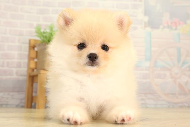 三重県のポメラニアン (Coo&RIKU四日市店/2026年5月29日生まれ/男の子/クリーム)の子犬の1枚目の画像
