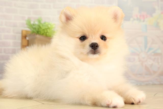 三重県のポメラニアン (Coo&RIKU四日市店/2026年5月29日生まれ/男の子/クリーム)の子犬の2枚目の画像