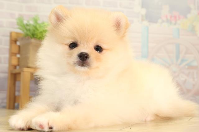 三重県のポメラニアン (Coo&RIKU四日市店/2026年5月29日生まれ/男の子/クリーム)の子犬の3枚目の画像