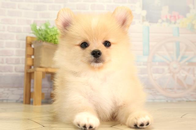 三重県のポメラニアン (Coo&RIKU津高茶屋店/2026年5月29日生まれ/男の子/クリーム)の子犬の1枚目の画像