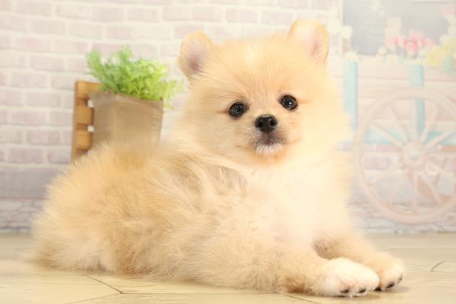 三重県のポメラニアン (Coo&RIKU津高茶屋店/2026年5月29日生まれ/男の子/クリーム)の子犬の2枚目の画像