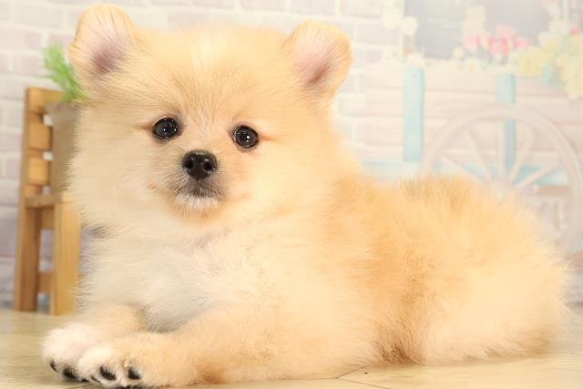 三重県のポメラニアン (Coo&RIKU津高茶屋店/2026年5月29日生まれ/男の子/クリーム)の子犬の3枚目の画像