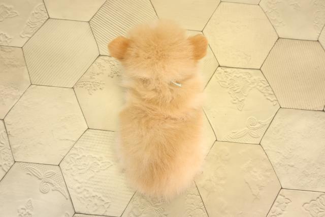 三重県のポメラニアン (Coo&RIKU津高茶屋店/2026年5月29日生まれ/男の子/クリーム)の子犬の4枚目の画像