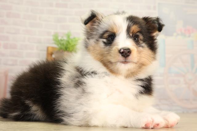 愛知県のシェットランドシープドッグ (Coo&RIKU岡崎店/2026年5月31日生まれ/男の子/ブルーマール)の子犬の2枚目の画像