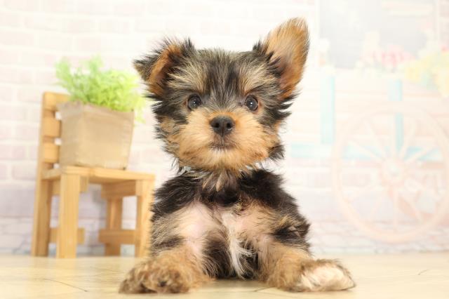 三重県のヨークシャーテリア (Coo&RIKU四日市店/2026年5月30日生まれ/男の子/スチールブルータン)の子犬の1枚目の画像