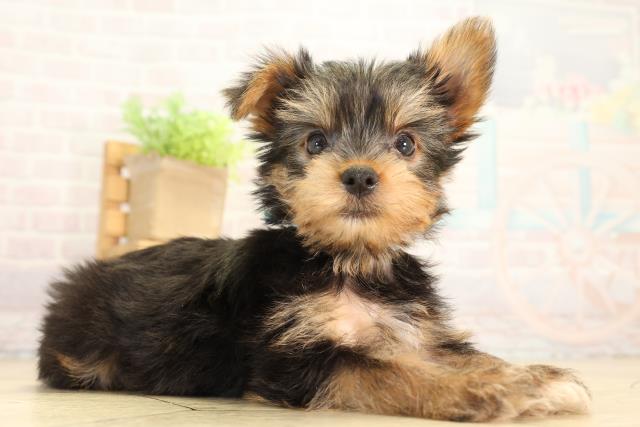 三重県のヨークシャーテリア (Coo&RIKU四日市店/2026年5月30日生まれ/男の子/スチールブルータン)の子犬の2枚目の画像