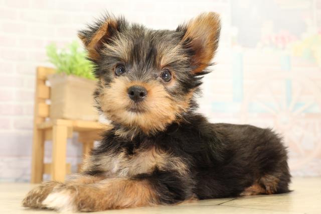 三重県のヨークシャーテリア (Coo&RIKU四日市店/2026年5月30日生まれ/男の子/スチールブルータン)の子犬の3枚目の画像