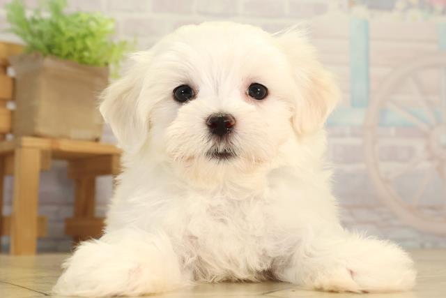 愛知県のマルチーズ (Coo&RIKU名古屋滝ノ水店/2026年5月31日生まれ/男の子/ホワイト)の子犬の1枚目の画像