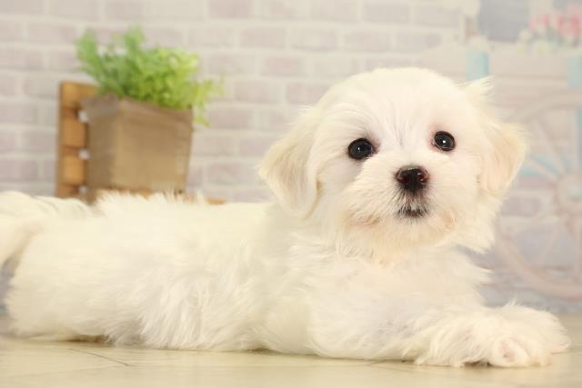 愛知県のマルチーズ (Coo&RIKU名古屋滝ノ水店/2026年5月31日生まれ/男の子/ホワイト)の子犬の2枚目の画像